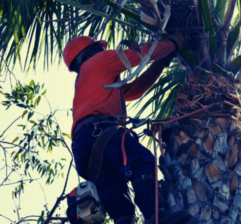 Tree Services